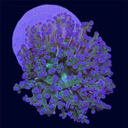 Purple Tip Frogspawn - A28