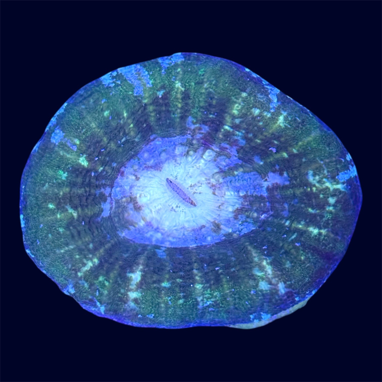 Scolymia - Green UFO - A29