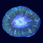 Scolymia - Green UFO - A29