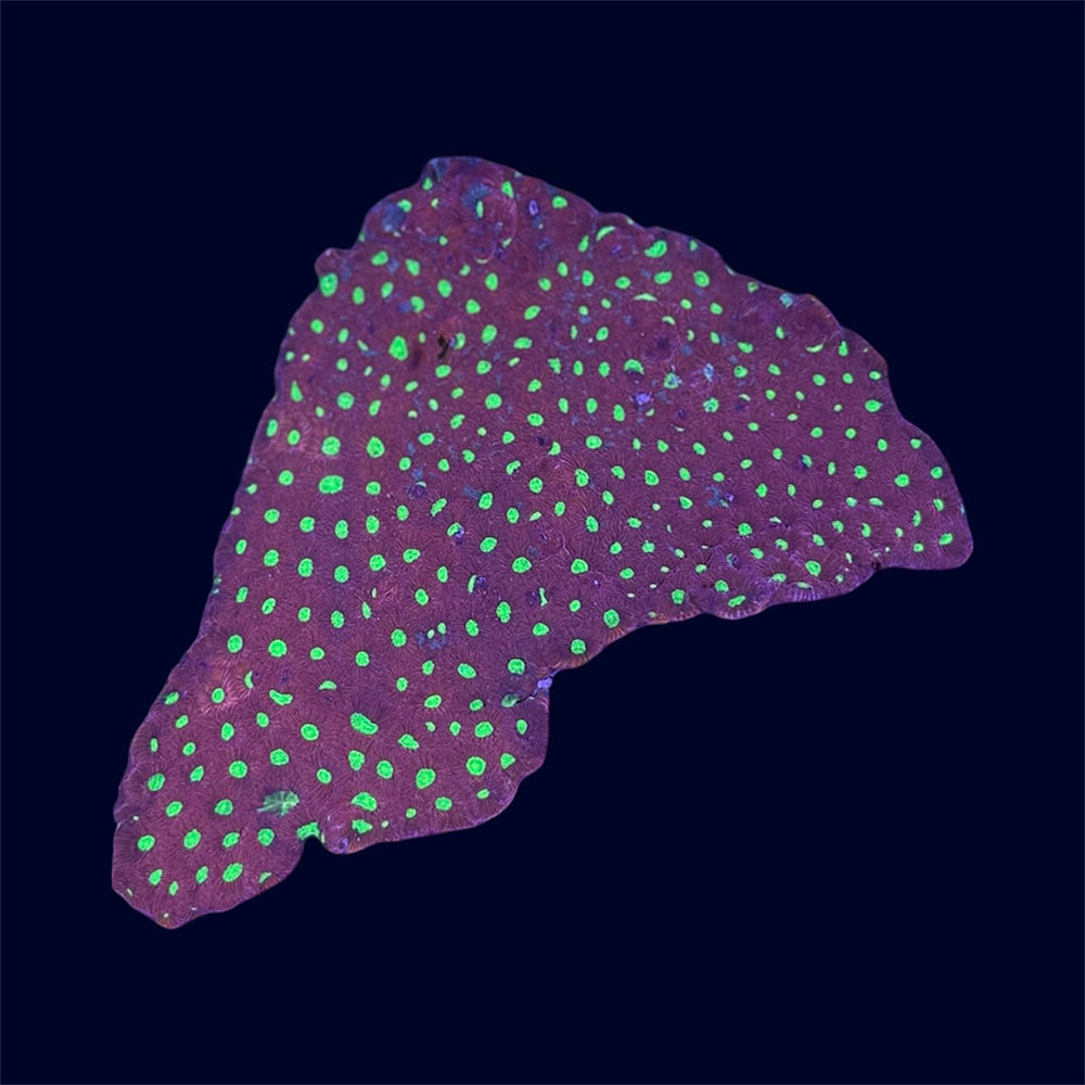 Red War Coral - A30