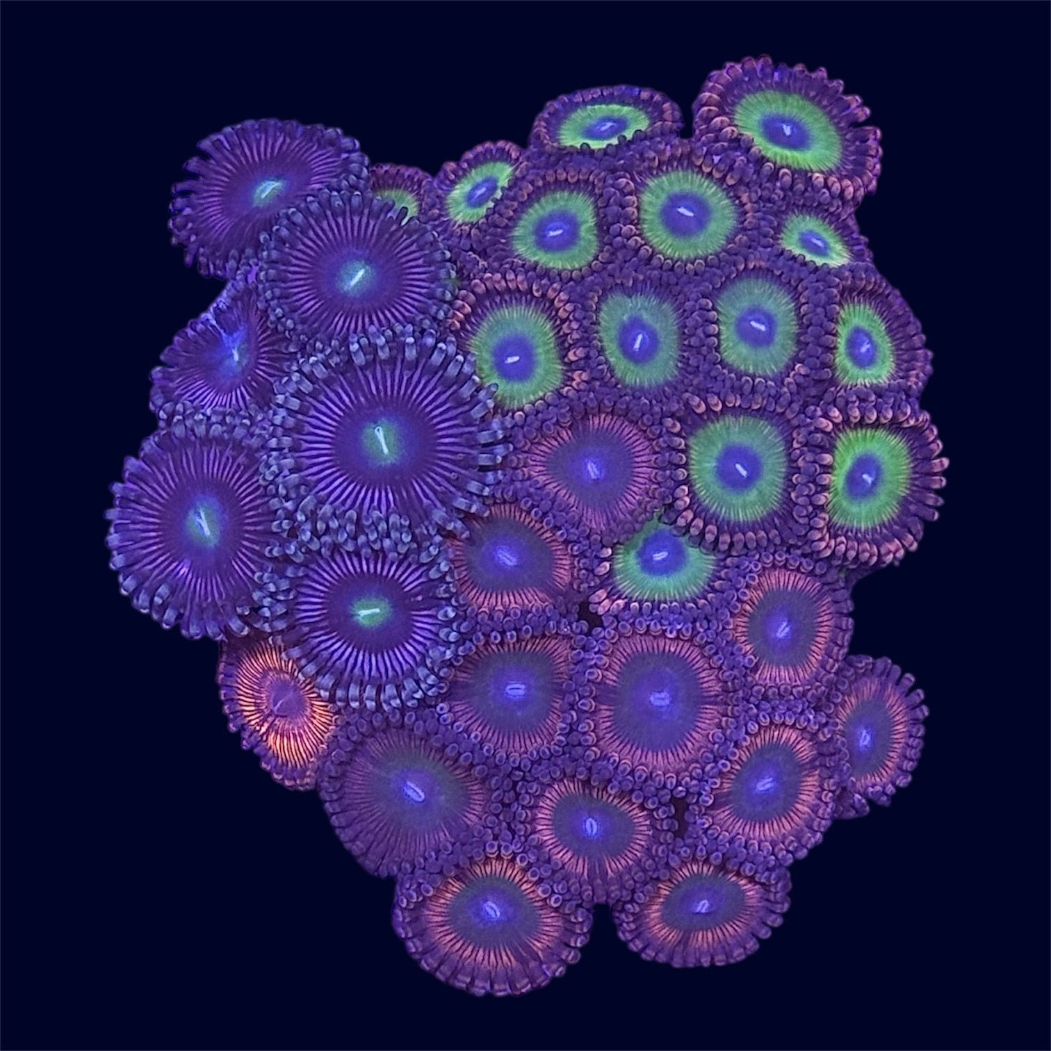 Zoa Combo Frag - A31