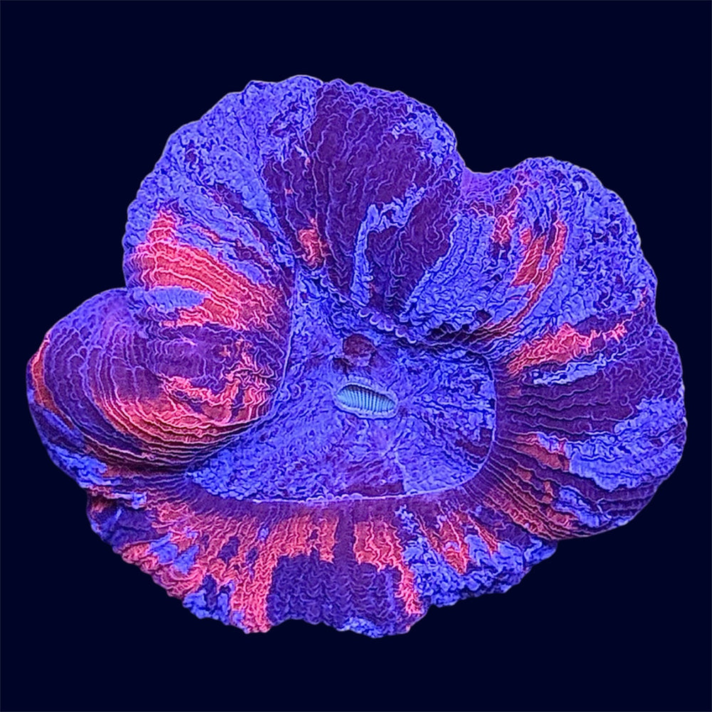 Multicolour Trachy - A31