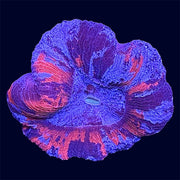 Multicolour Trachy - A31