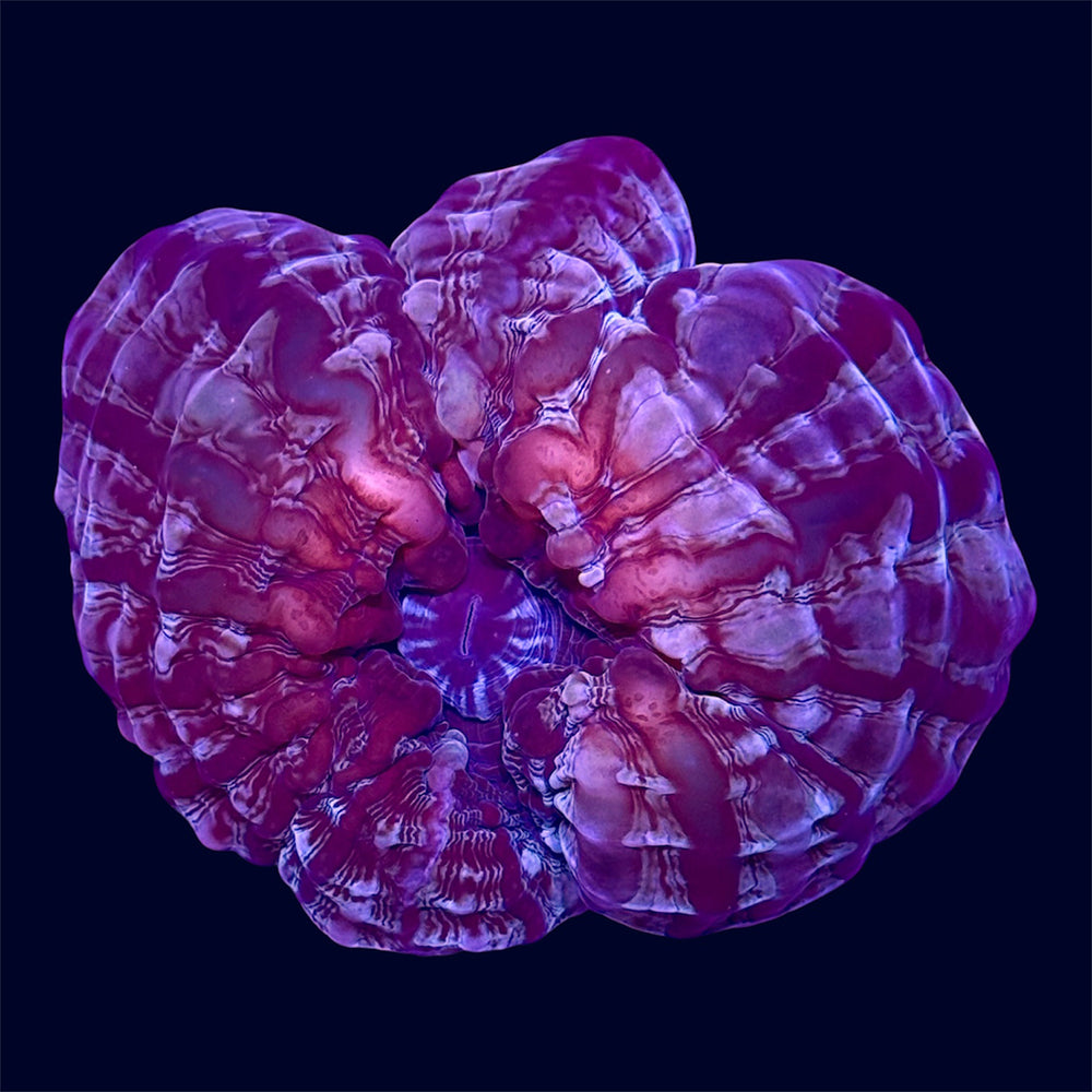 Red Cynarina - A31
