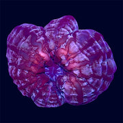 Red Cynarina - A31