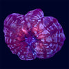 Red Cynarina - A31
