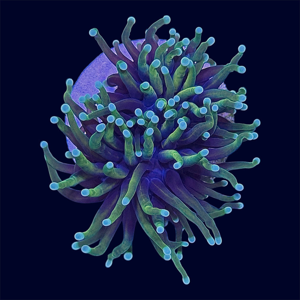 Dragon Soul Torch - A33