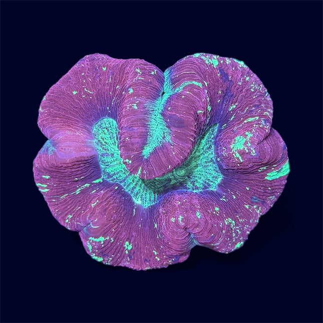 Red/Green Trachy - A33