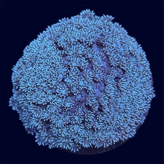 Green Goniopora Mini Colony - A33