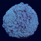 Green Goniopora Mini Colony - A33