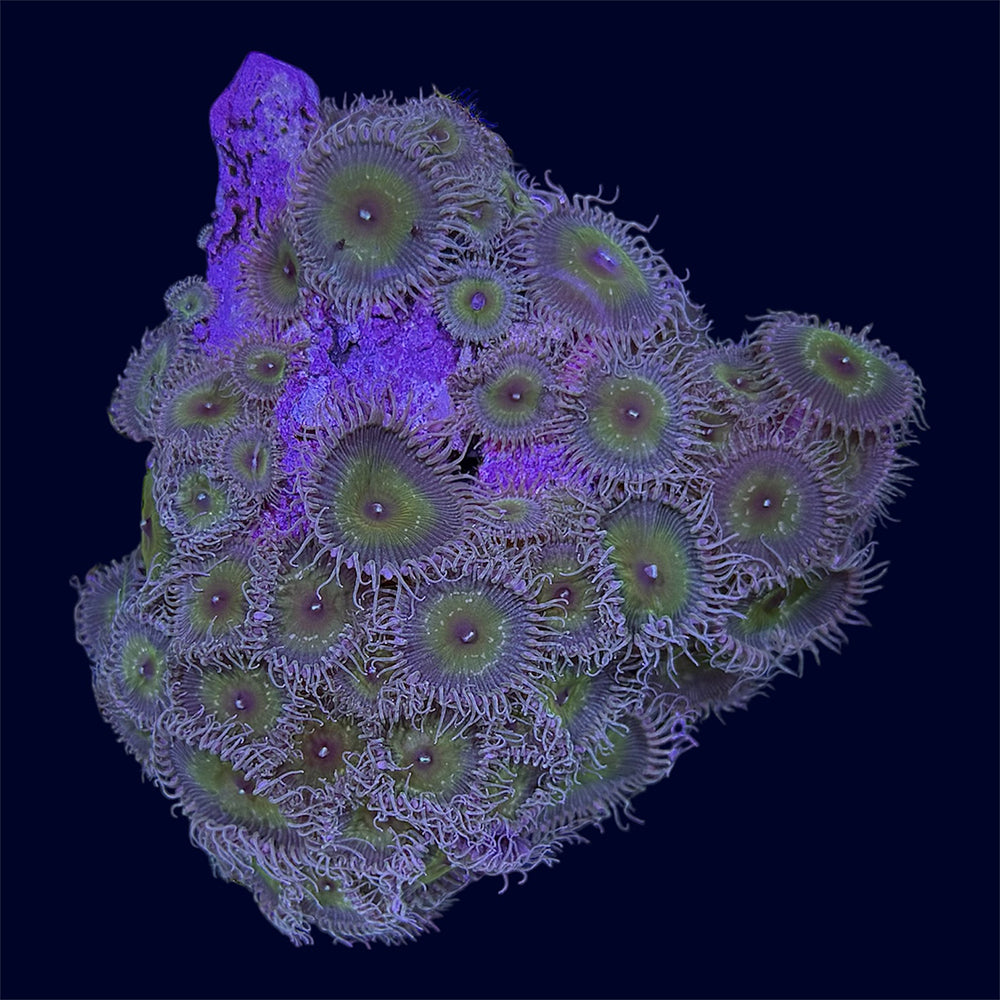 Captain Jerk Paly rock - A33