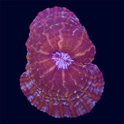 Red Cynarina - A33