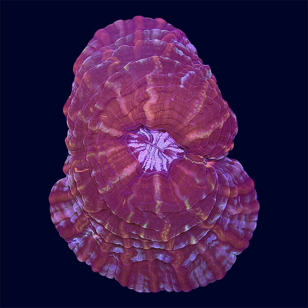Red Cynarina - A33
