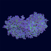 Purple Tip Frogspawn - A34