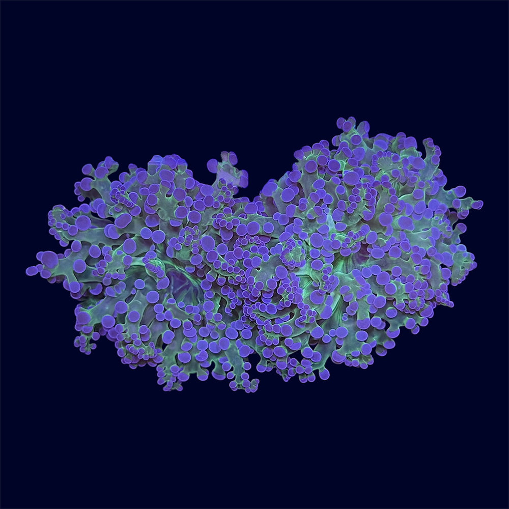 Purple Tip Frogspawn - A34