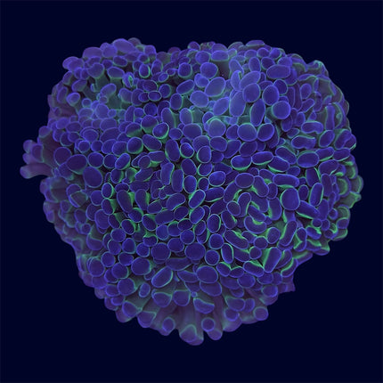 Purple/Green Hammer Frag Rocks - A35