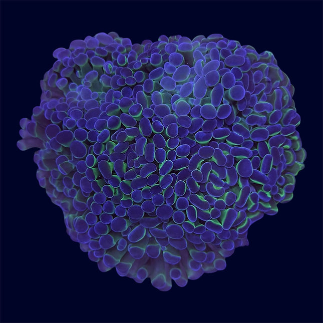 Purple/Green Hammer Frag Rocks - A35