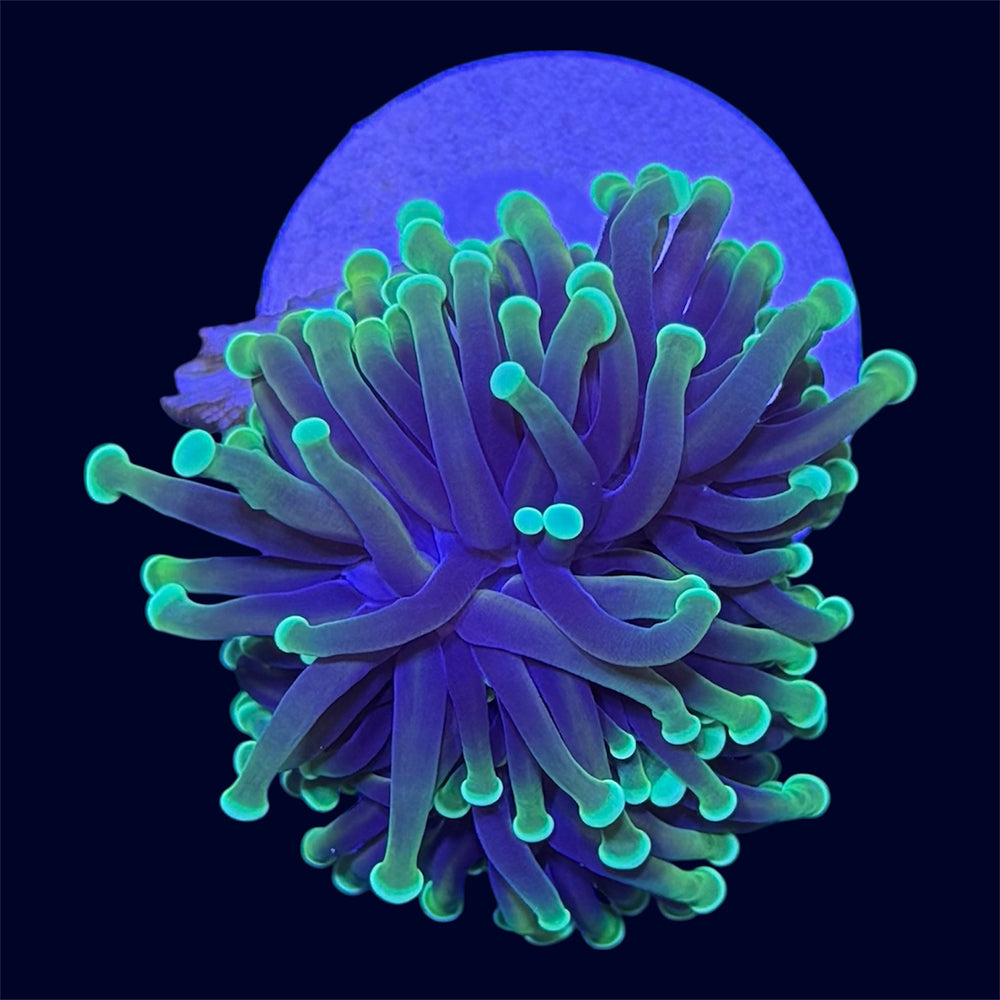 Dragon Soul Torch - A35