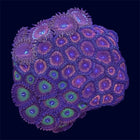 Zoa Combo Frag - A36