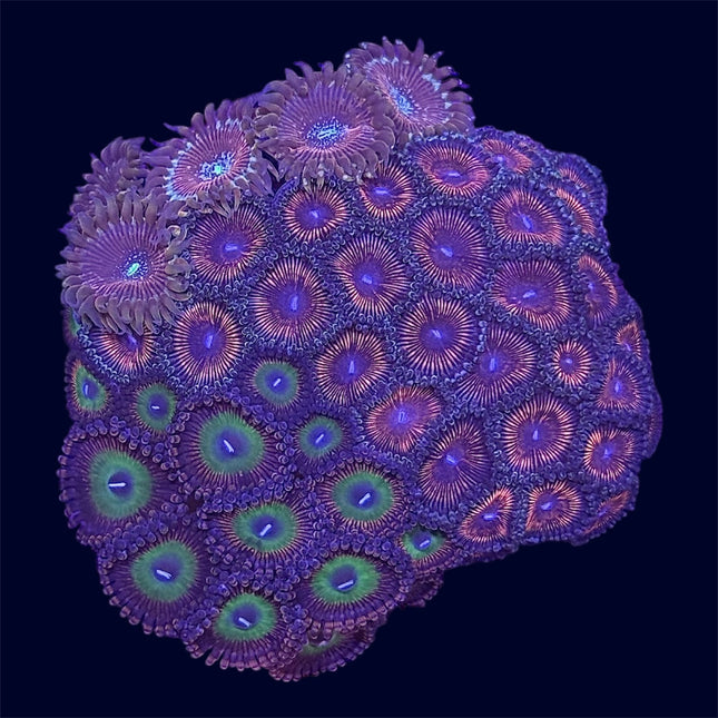 Zoa Combo Frag - A36