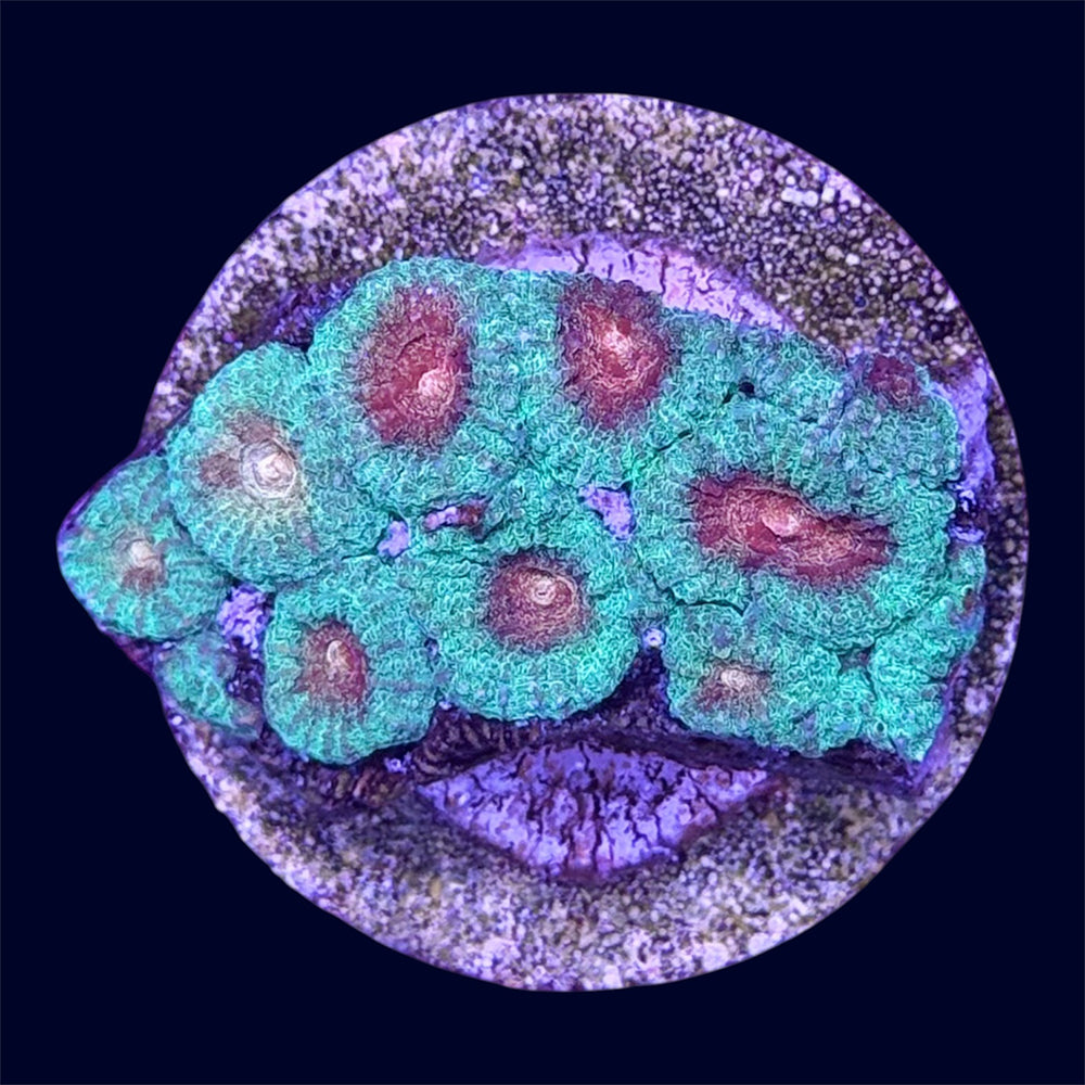 Favia Frag - A36