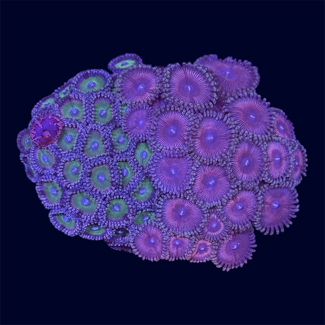 Zoa Combo Frag - A37