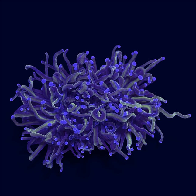 Indo Gold Torch - A37