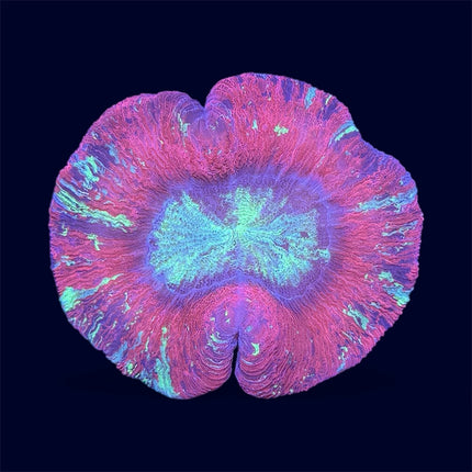 Red/Green Trachy - A37