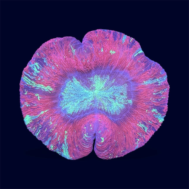 Red/Green Trachy - A37