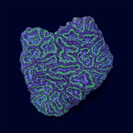 Green Micromussa Colony - A38