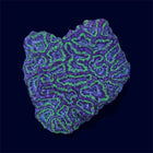 Green Micromussa Colony - A38