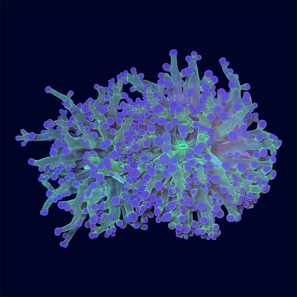 Purple Tip Frogspawn - A38