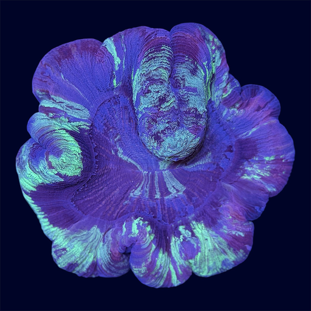 Multicolour Trachy - A39