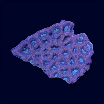 Favia Mini Colony - A39