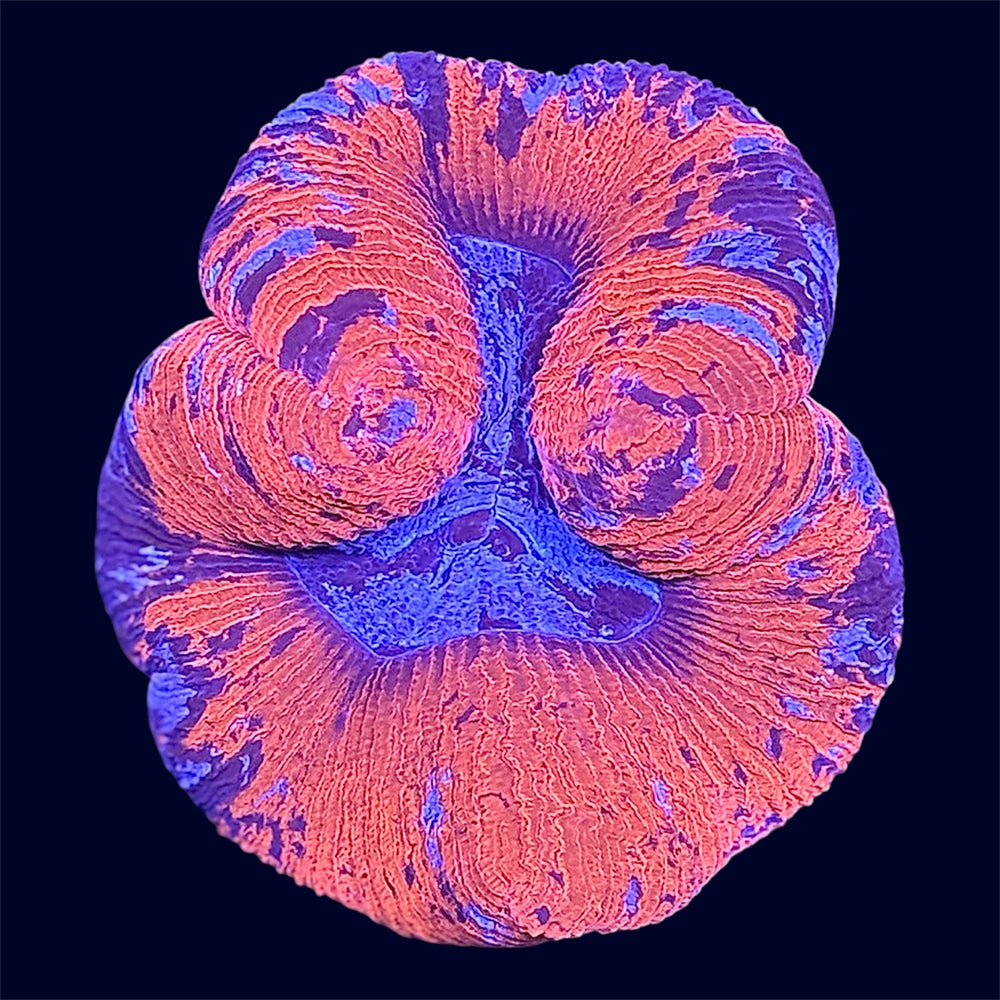 Multicolour Trachy - A39