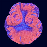 Multicolour Trachy - A39