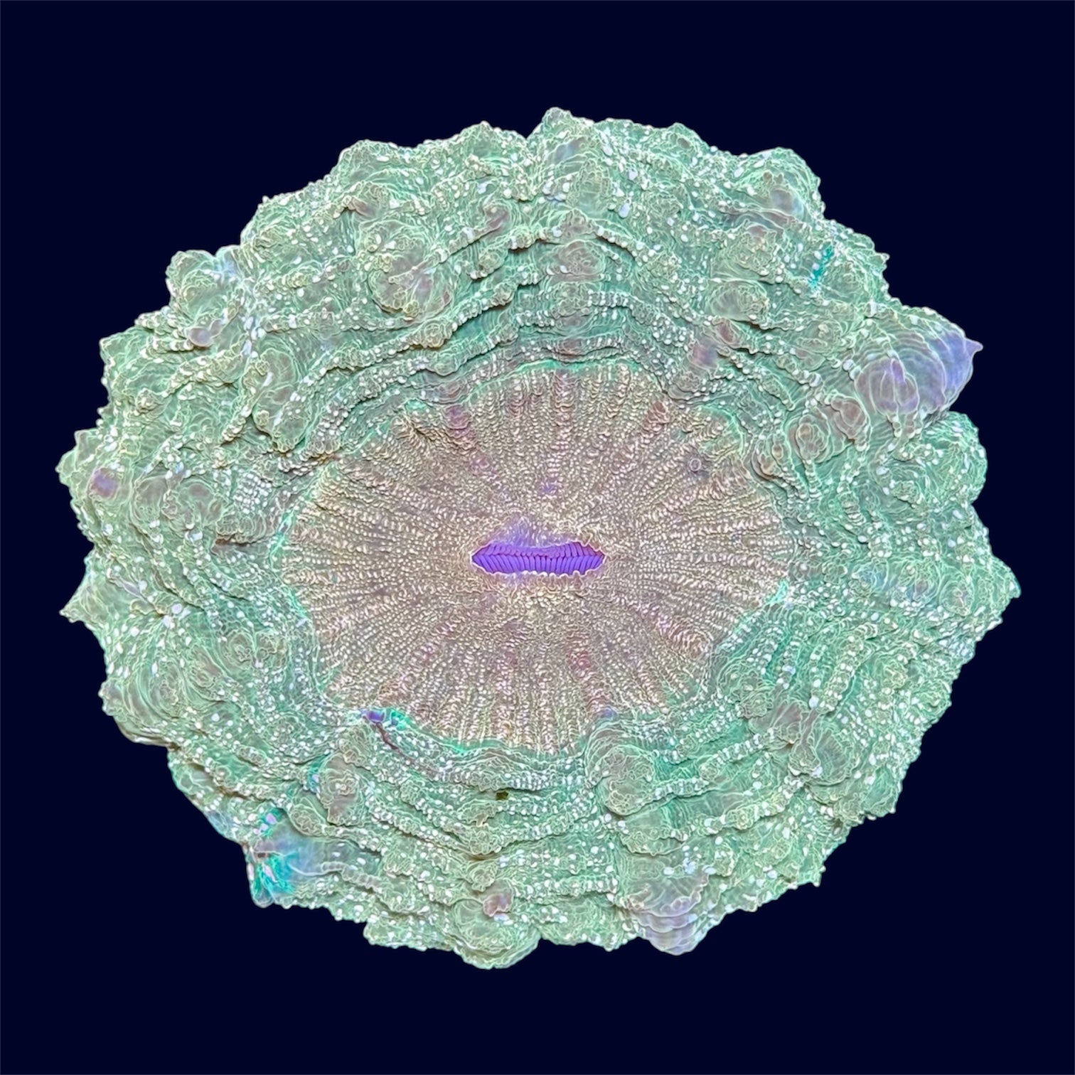 Multicolour Donut - A40