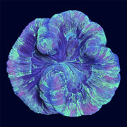 Multicolour Trachy - A41