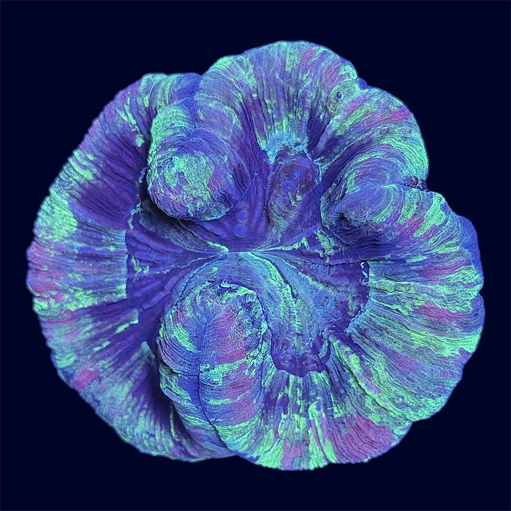 Multicolour Trachy - A41