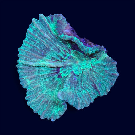 Neon Green Pectinia - A41