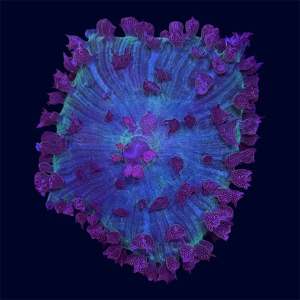 St. Thomas Mushroom - A41