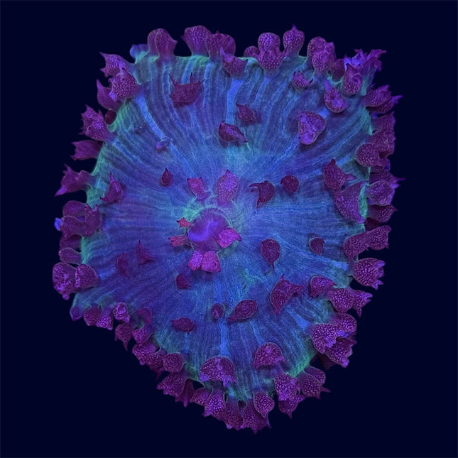 St. Thomas Mushroom - A41