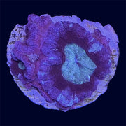 Micromussa Lord Frag - A42