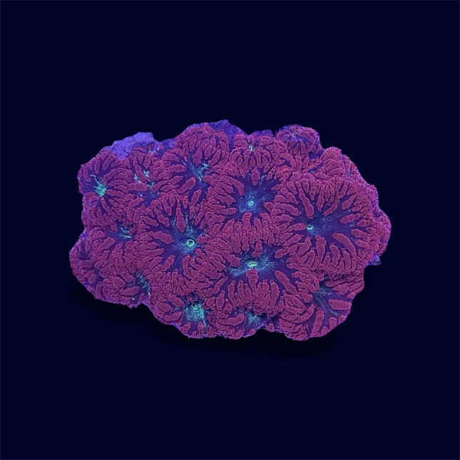 Red/Green Blastomussa - A43