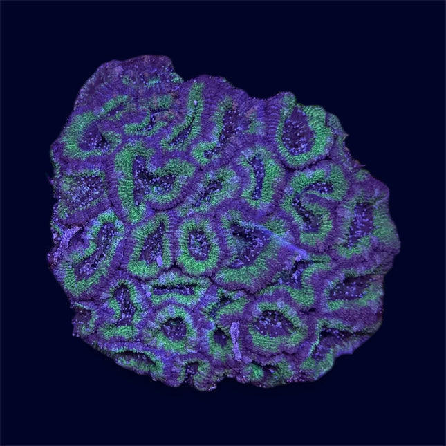 Green Micromussa Colony - A43