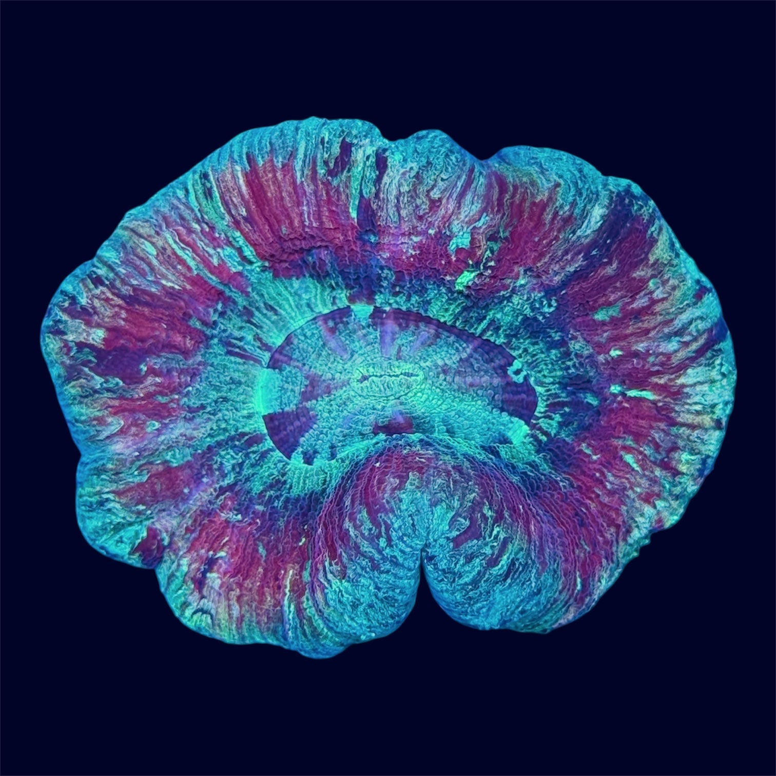 Neon Multicolour Trachy - A43