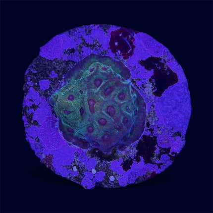 Spicy Lemon Favia - A44