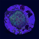 Spicy Lemon Favia - A44