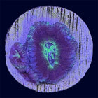 Micromussa Lord Frag - A Grade - A45