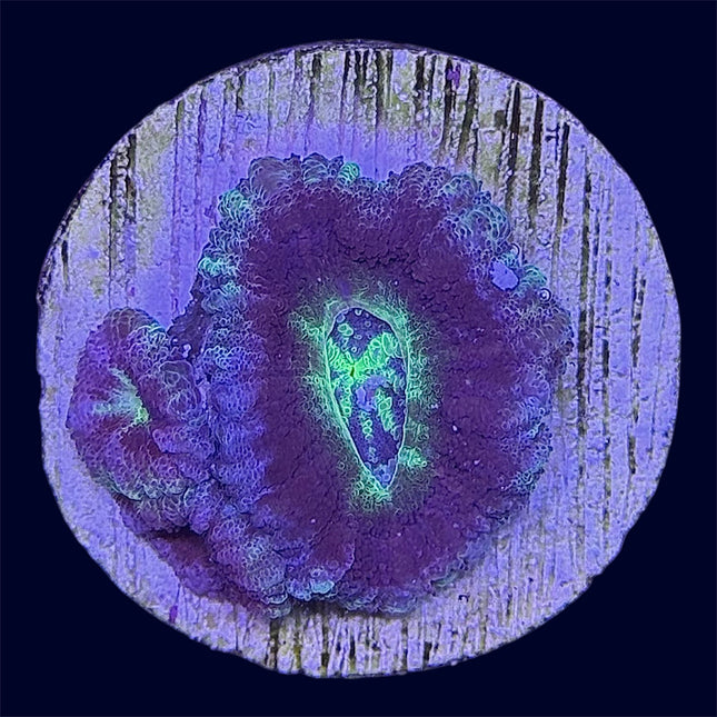 Micromussa Lord Frag - A Grade - A45